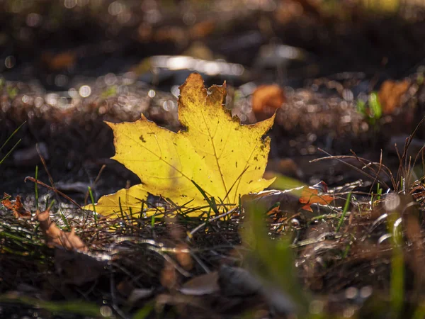 Folhas Outono Coloridas Luz Solar Outubro — Fotografia de Stock