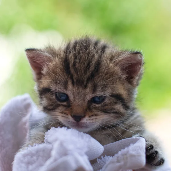 Bulanık Bir Arka Planda Sevimli Bir Tekir Kedi Yavrusu — Stok fotoğraf