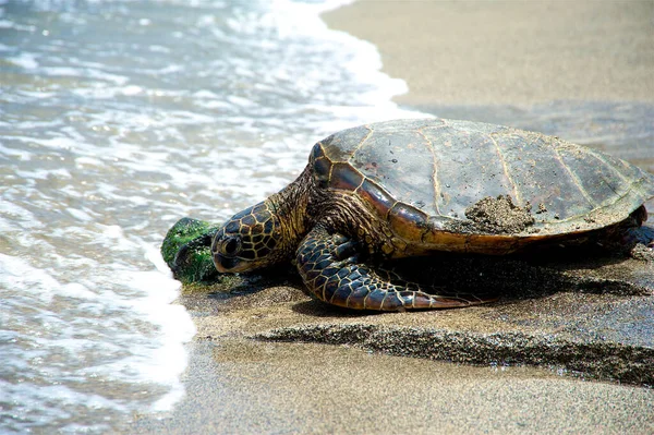 Närbild Grön Havssköldpadda Som Kommer Havet Solljuset Hawaii — Stockfoto