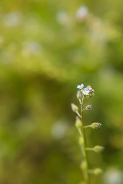 Enfoque Selectivo Una Flor Silvestre Flor Sobre Fondo Borroso Pradera —  Fotos de Stock