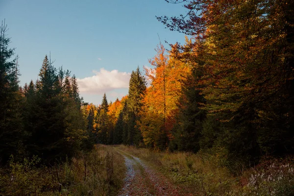 Popová Stezka Uprostřed Lesa Obklopená Barevnými Stromy Pod Zamračenou Modrou — Stock fotografie