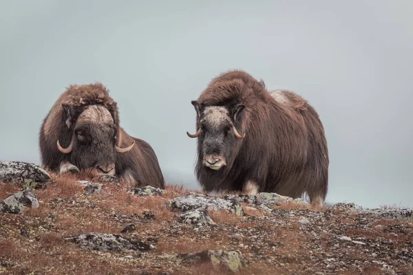 Вид Овцебыков Горах Доврефьеля Норвегия — стоковое фото