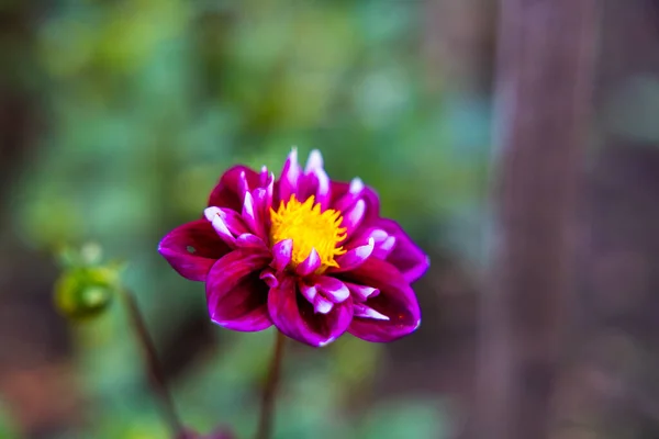 Selective Focus Beautiful Purple Georgina Flower Blooming Garden — Zdjęcie stockowe