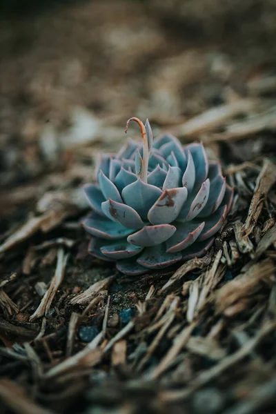 Vertical Shot Succulent — Stock Photo, Image