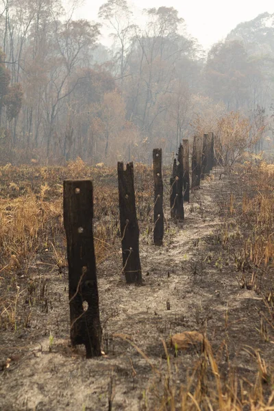 Une Clôture Brûlée Après Feu Forêt Dans Une Forêt — Photo