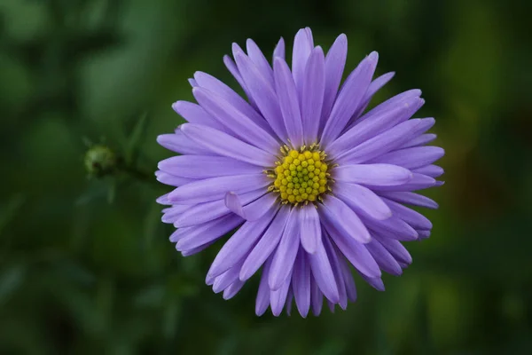 Closeup Shot Beautiful Aster Blooming Garden — Photo