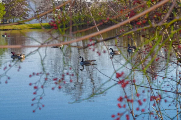 湖中游动着美丽的五彩斑斓的鸭子和树莓 — 图库照片