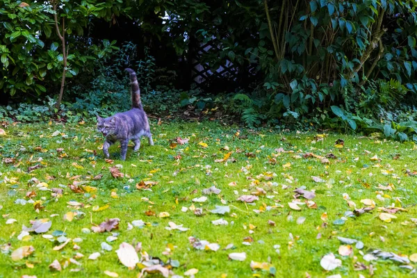 Roztomilá Kočka Trávníku Podzimním Listím — Stock fotografie
