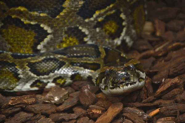 Primer Plano Del Molurus Python Una Pitón Grande Venenosa —  Fotos de Stock