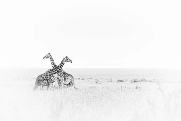 Tiro Tons Cinza Duas Girafas Com Pescoços Cruzados Campo — Fotografia de Stock