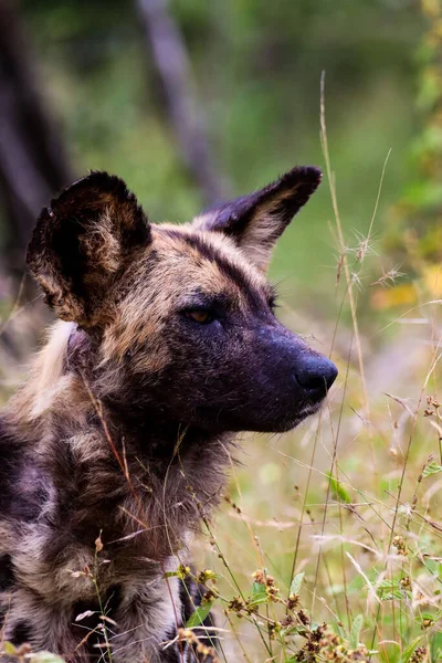 Вертикальний Зразок Собаки Гієни Захопленого Всій Південній Африці — стокове фото