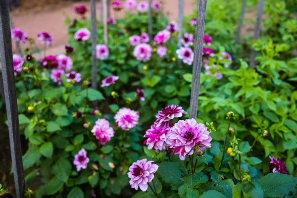 Die Rosa Blüten Einem Garten — Stockfoto