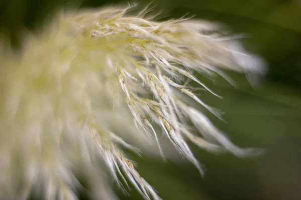 Detailní Záběr Rostliny Poli — Stock fotografie