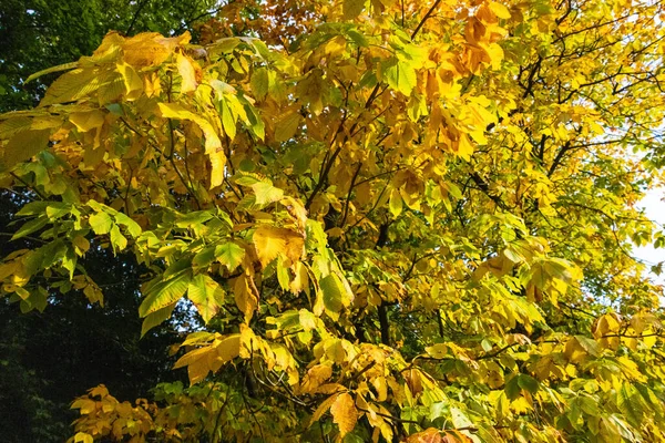 Naturalny Widok Jesiennych Liści Gałęziach Drzew Parku — Zdjęcie stockowe