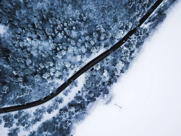눈덮인 전나무들 에둘러 — 스톡 사진