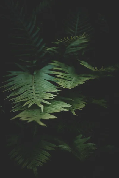 Крупним Планом Зелене Листя Темному Лісі — стокове фото