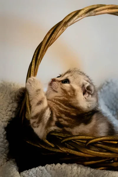 Closeup Cute Cat Wicker Basket — Stock Photo, Image