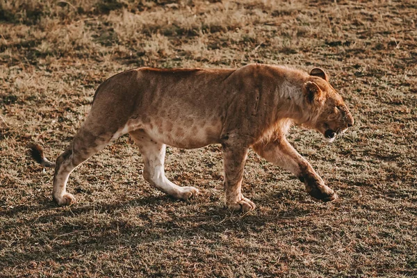 Krásný Vzorovaný Lev Kráčející Keňském Safari — Stock fotografie