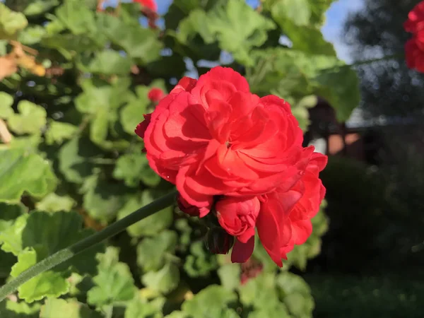 Closeup Shot Beautiful Fish Geranium Blooming Garden — Φωτογραφία Αρχείου