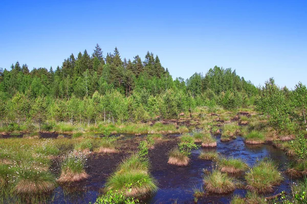 Une Vue Sur Grande Zone Mousse Avec Petits Arbres Près — Photo