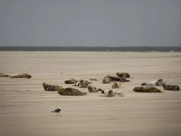 Die Seehunde Einem Sandstrand — Stockfoto