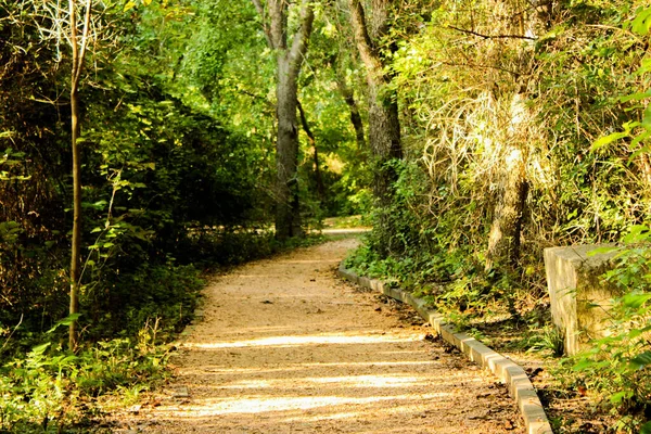 Sentiero Tortuoso Una Fitta Foresta — Foto Stock