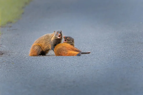 Pair Ruddy Mongooses Growling Road — Stok Foto