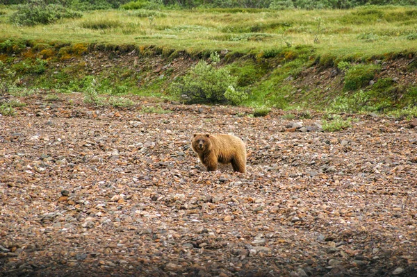 Grizzly Bear Denali National Park Alaska — Stock Photo, Image