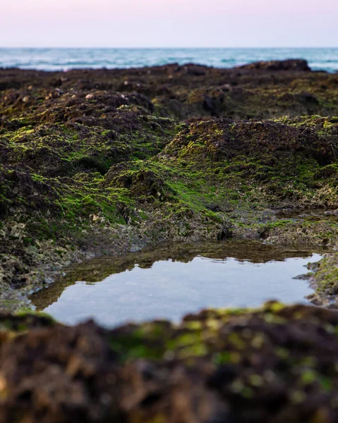 Tiro Vertical Uma Pequena Lagoa Cercada Por Musgo Verde Coral — Fotografia de Stock