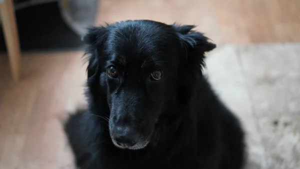 Egy Nagy Látószögű Felvétel Egy Fekete Kutyáról Amint Egyenesen Kamerába — Stock Fotó