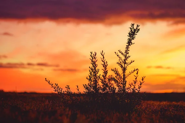 Uma Bela Vista Das Plantas Pôr Sol Fairview Park Costa — Fotografia de Stock