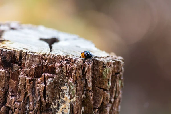 Macro Shot Insect Tree Stump Outdoors Daylight — Stockfoto