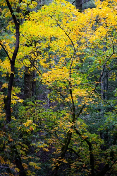 Осенние Деревья Региональном Парке Sugarloaf Округ Сонома Калифорния — стоковое фото