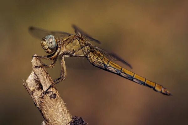 一只蜻蜓在木棍上的特写镜头 — 图库照片