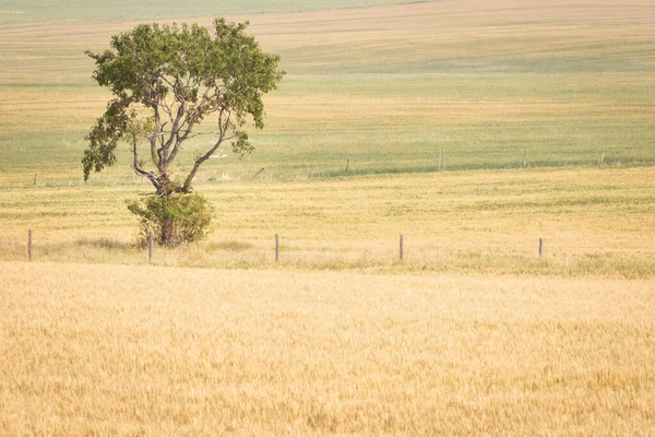 Дерево Полі Пшениці Національному Парку Граслендс Провінція Саскачеван Канада — стокове фото