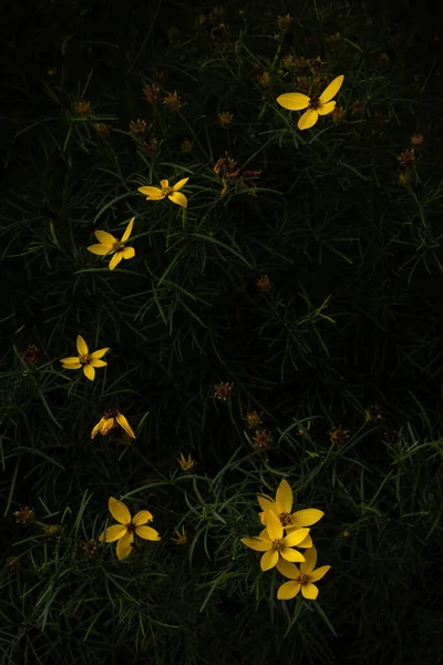 Вертикальний Знімок Жовтих Квітів Саду — стокове фото