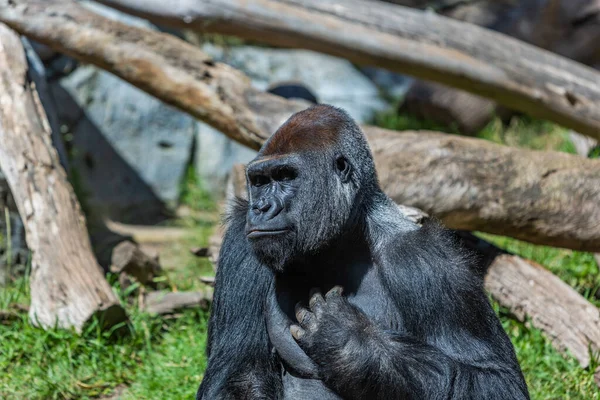 View Big Black Gorilla Its Habitat — Photo