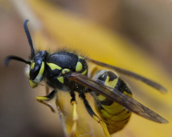 Macro Foto Van Een Wesp Vespula Vulgaris Een Nest — Stockfoto