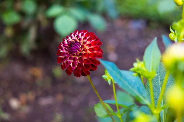 Bright Flowers Blossoming Garden — Photo