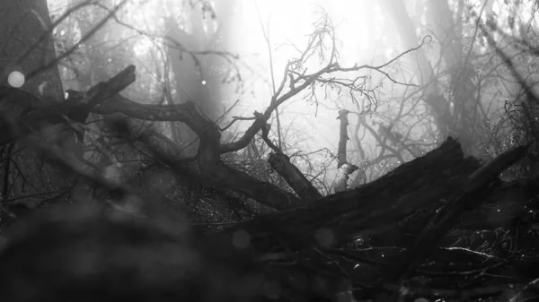 Grayscale Fallen Dead Tree Trunks Forest — Stock Photo, Image