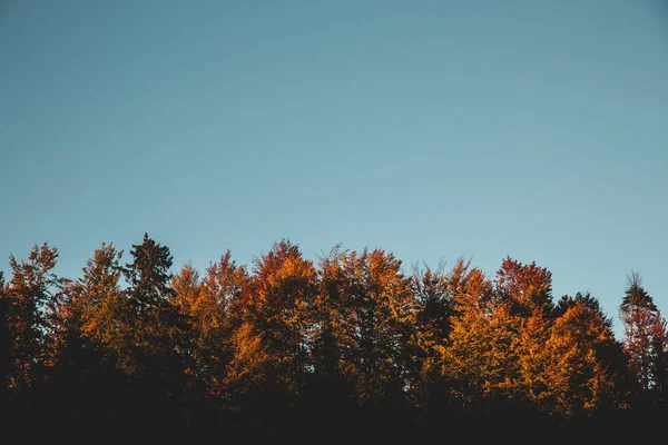 晴れた日には背景に青空が広がる木々の美しい景色 — ストック写真