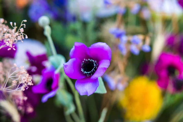 Beau Cliché Assortiment Fleurs Colorées Fleurissant Dans Jardin Botanique — Photo