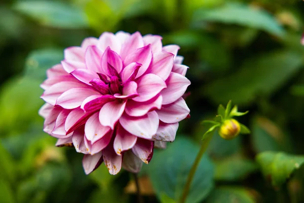 Bahçedeki Pembe Çiçek — Stok fotoğraf