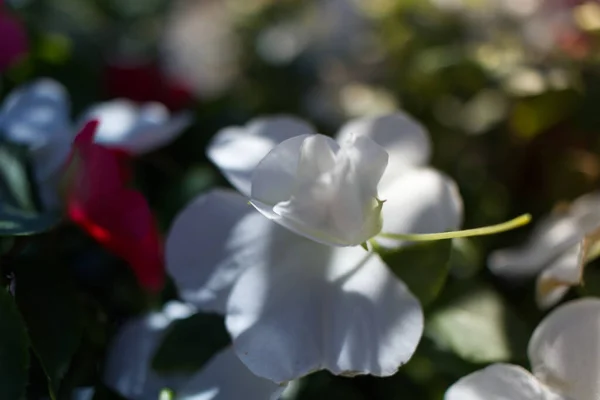 Closeup Shot Blooming White Impatiens Flowers — Stock Photo, Image