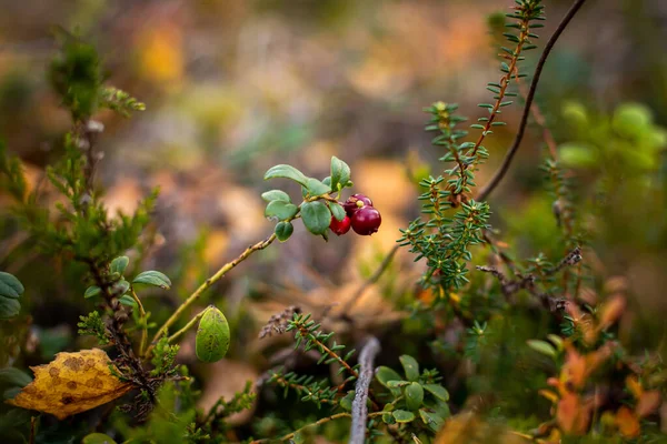 Zbliżenie Jeżyn Rosnących Lesie Świetle Dziennym Jesienią Rozmytym Tłem — Zdjęcie stockowe