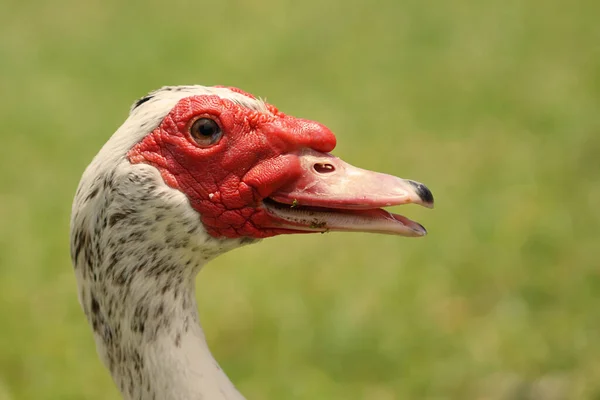 Close Detalhes Bicos Olhos Carúnculos Patos Mosquitos — Fotografia de Stock