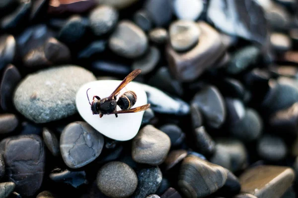 Çakıl Taşlarının Üzerinde Duran Bir Eşek Arısının Seçici Odak Noktası — Stok fotoğraf
