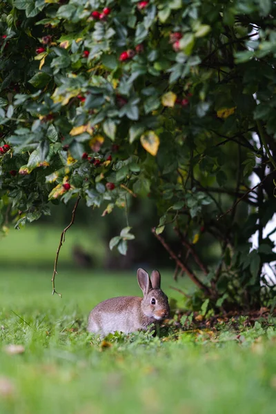 Selective Bunny Tree Garden — ストック写真
