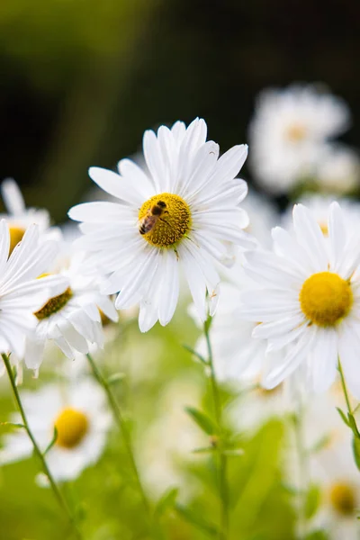 Macro Shot Bee Beautiful Chamomile Flower Garden — Stockfoto