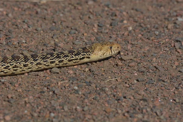 Egy Közeli Felvétel Egy Mókuskígyóról Sziklás Földön Napfény Alatt — Stock Fotó